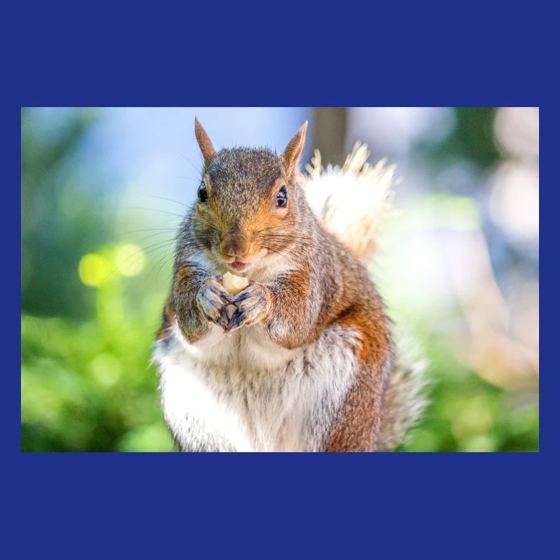 Eating Grey squirrel Grauhörnchen