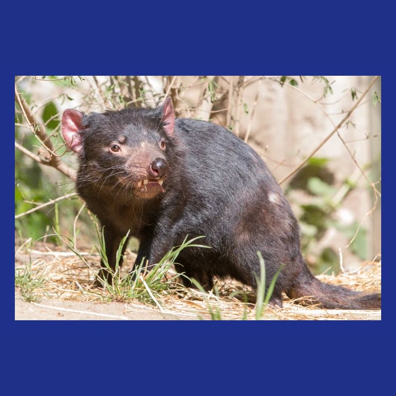 Tasmanian Devil (in german Beutelteufel)