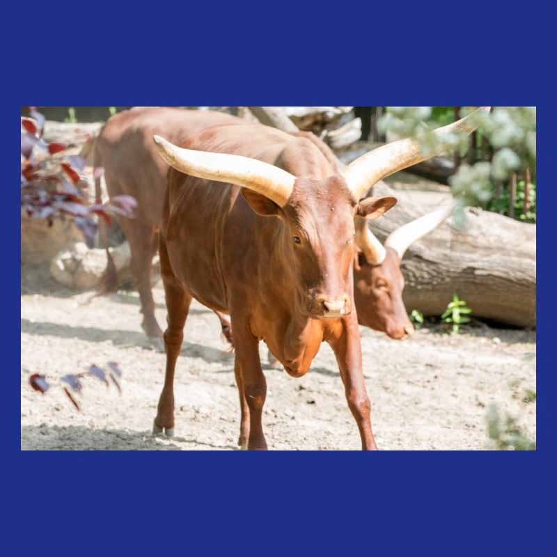 Ankole-Watusi oder Ankole Longhorn Watussirind
