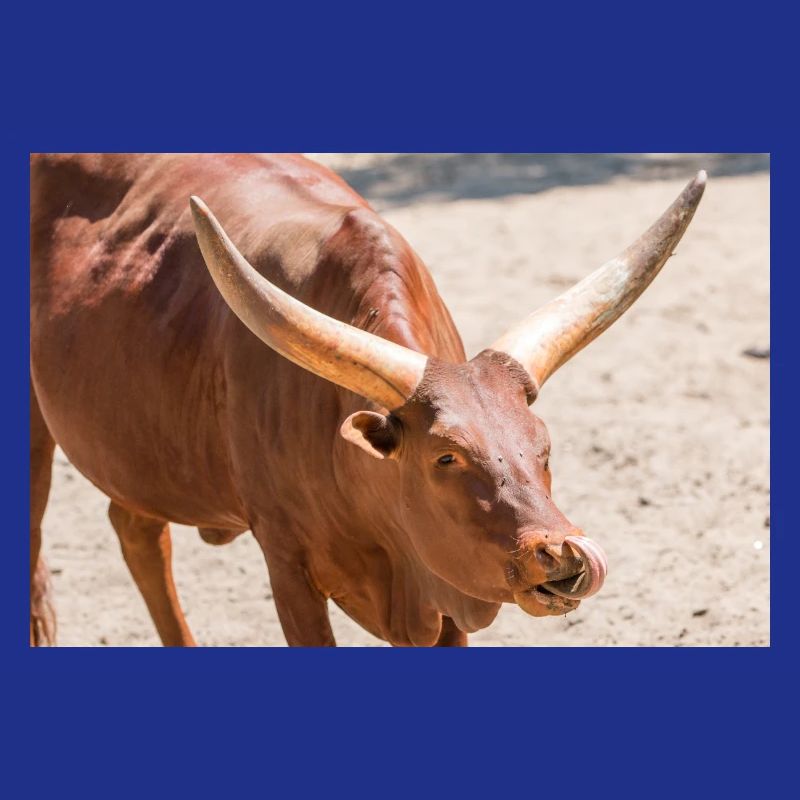 Ankole-Watusi oder Ankole Longhorn Watussirind
