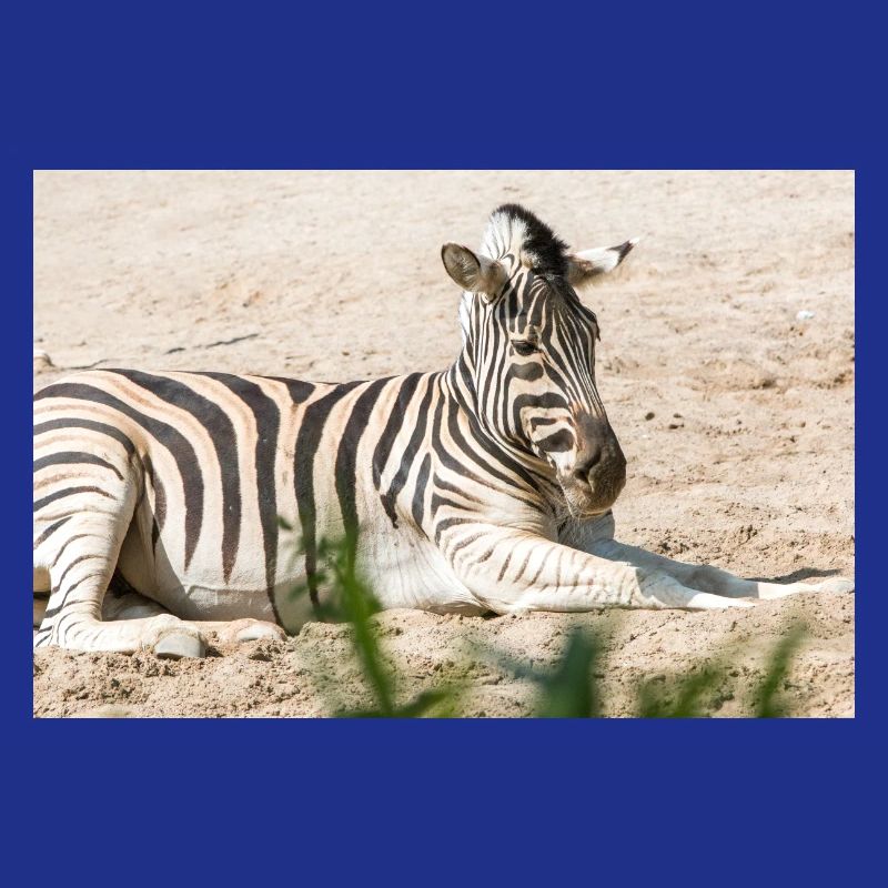 Zebra (auf Deutsch Zebra oder Zebras) Hippotigris