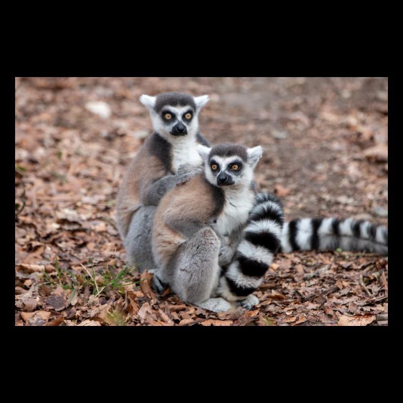 Kattas Lemur catta
