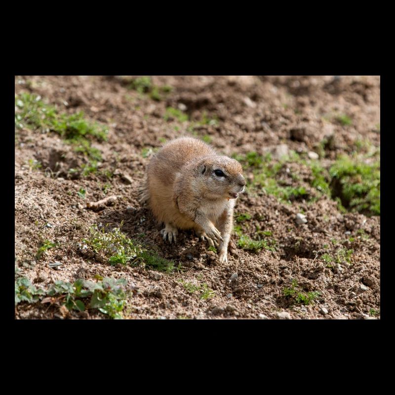 Afrikanisches Ziesel Borstenhörnchen Xerus