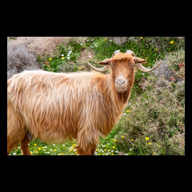 Mountain Goat in the national park Park Λίμνη Συμπ