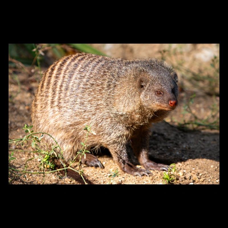 Banded Mongoose or Zebra Mongoose Zebramanguste