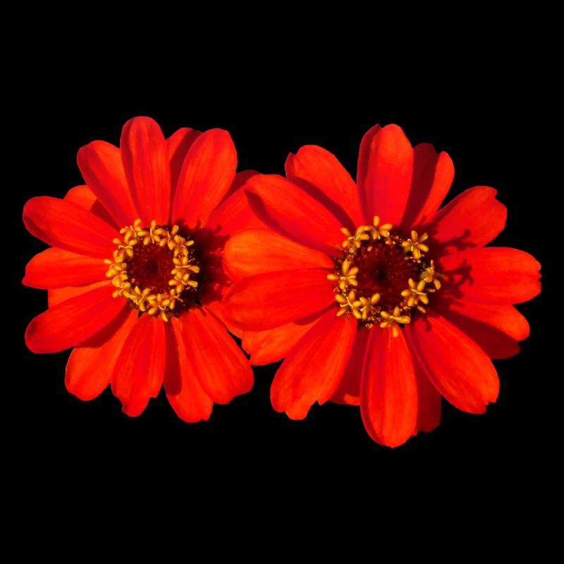belles fleurs rouges, fleurs, nature