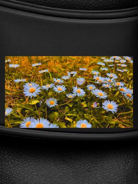 Daisies in Bloom