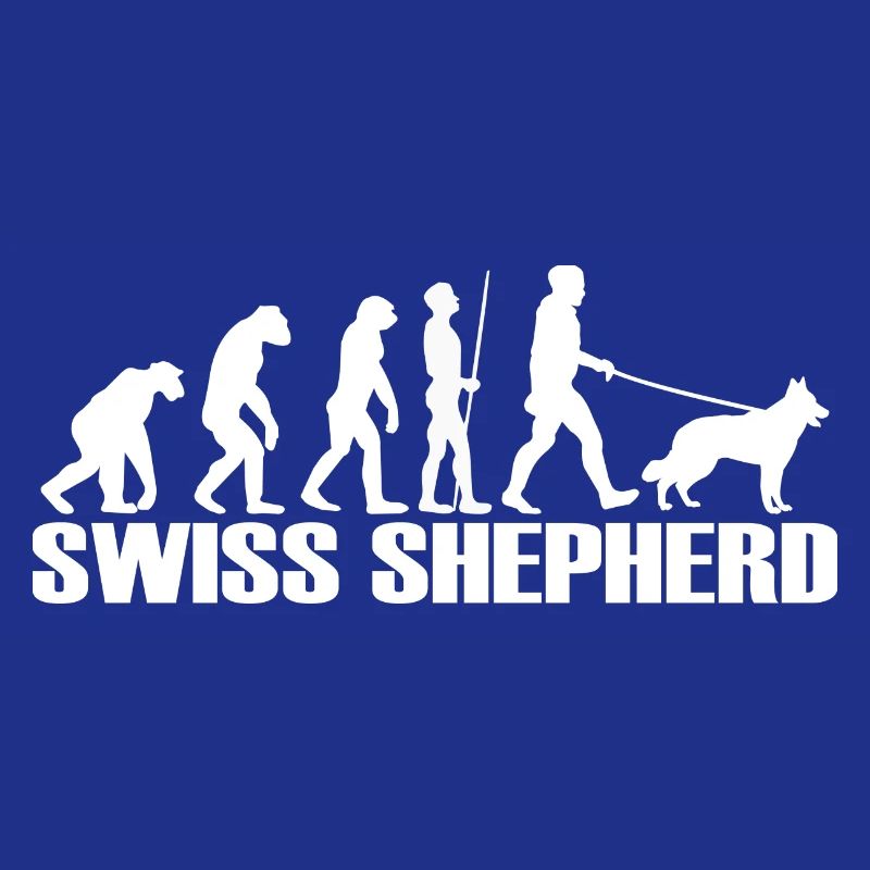 Chien de Berger Suisse - Evolution Gassi en train de marcher