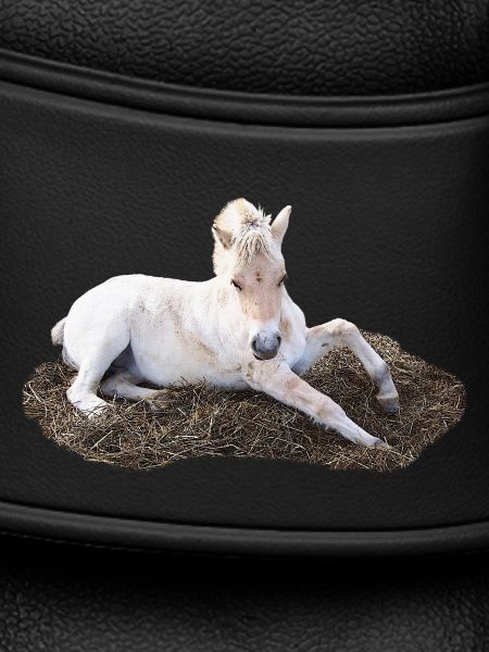 Sleeping foal on hay