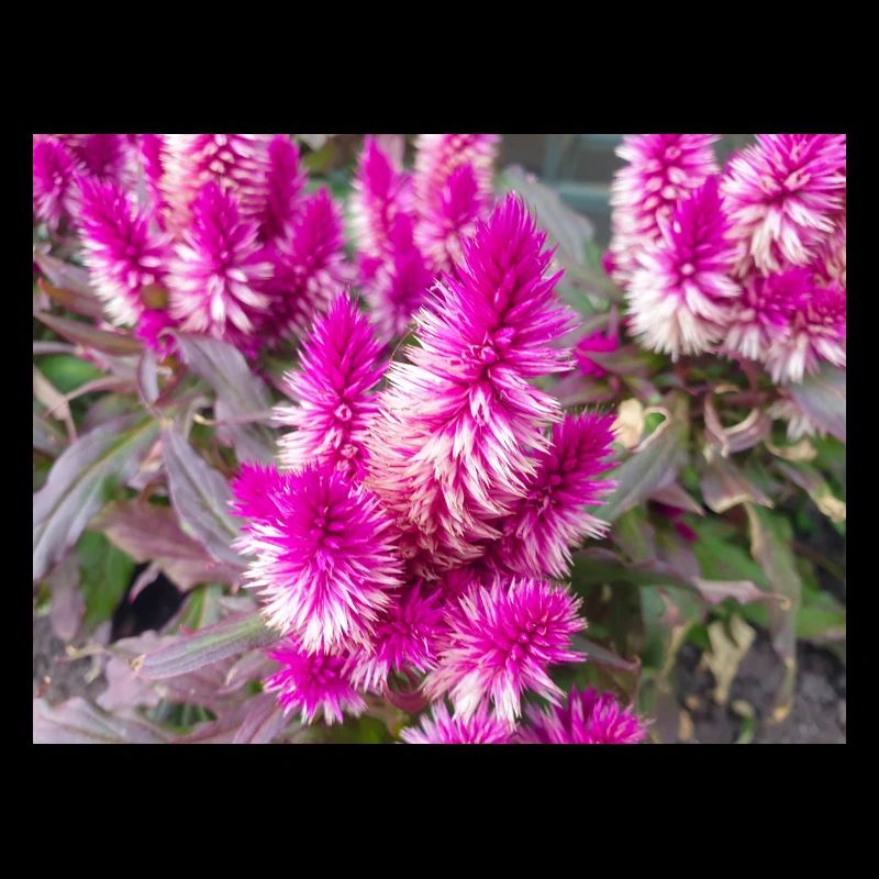 Crête de coq argent Celosia argentea
