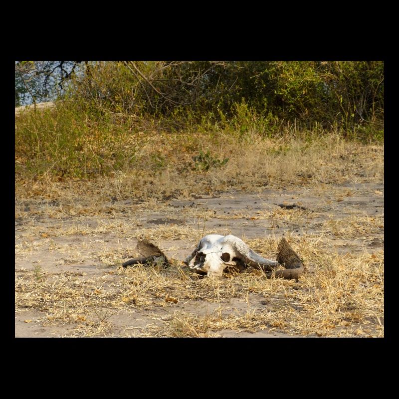 Schädel eines Kapbüffels Landschaft in Namibia