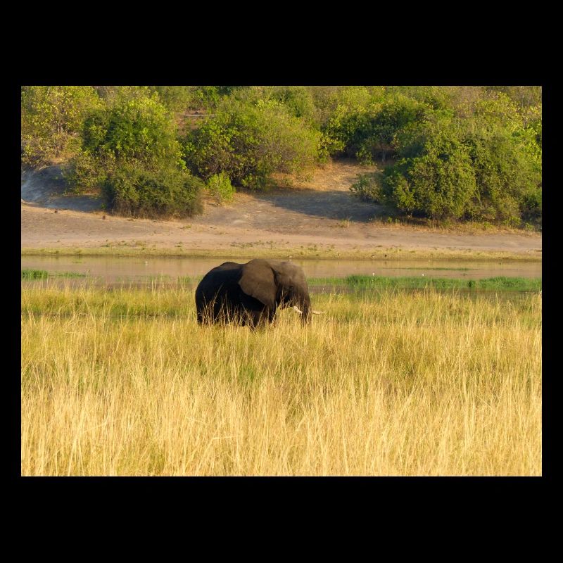 elephants in Namibia Africa