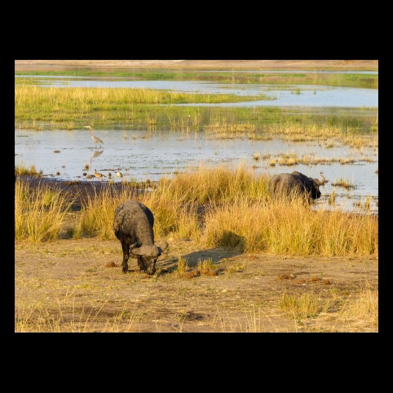 Afrikanische Kapbüffelherde Namibia Afrika