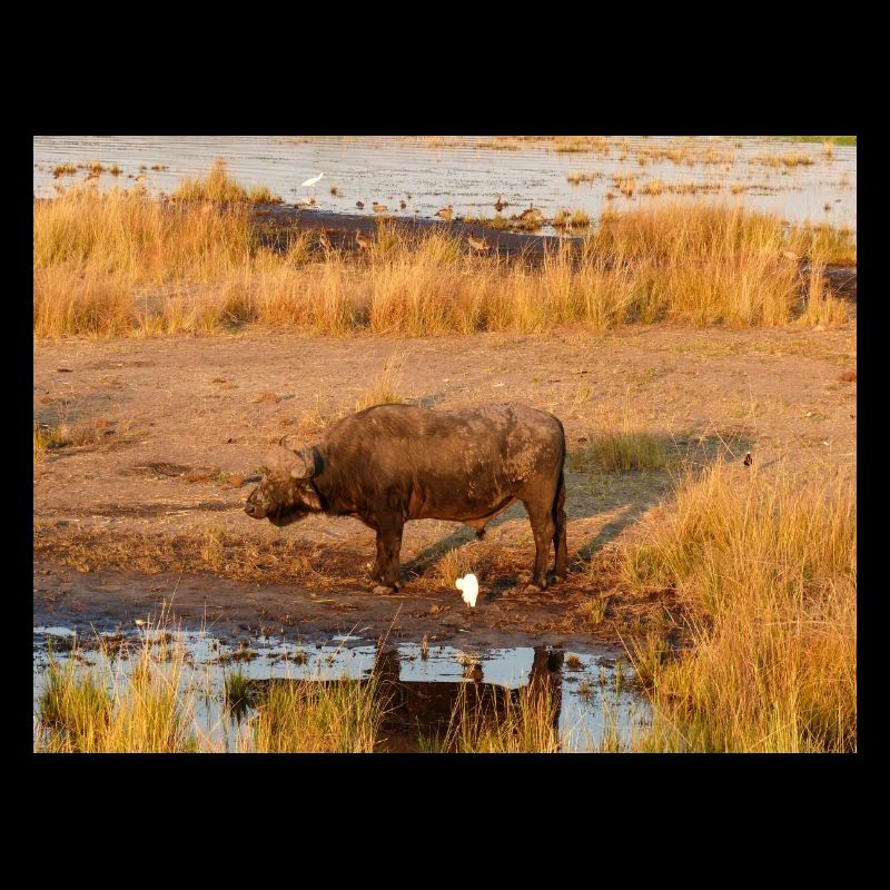 Afrikanische Kapbüffelherde Namibia Afrika