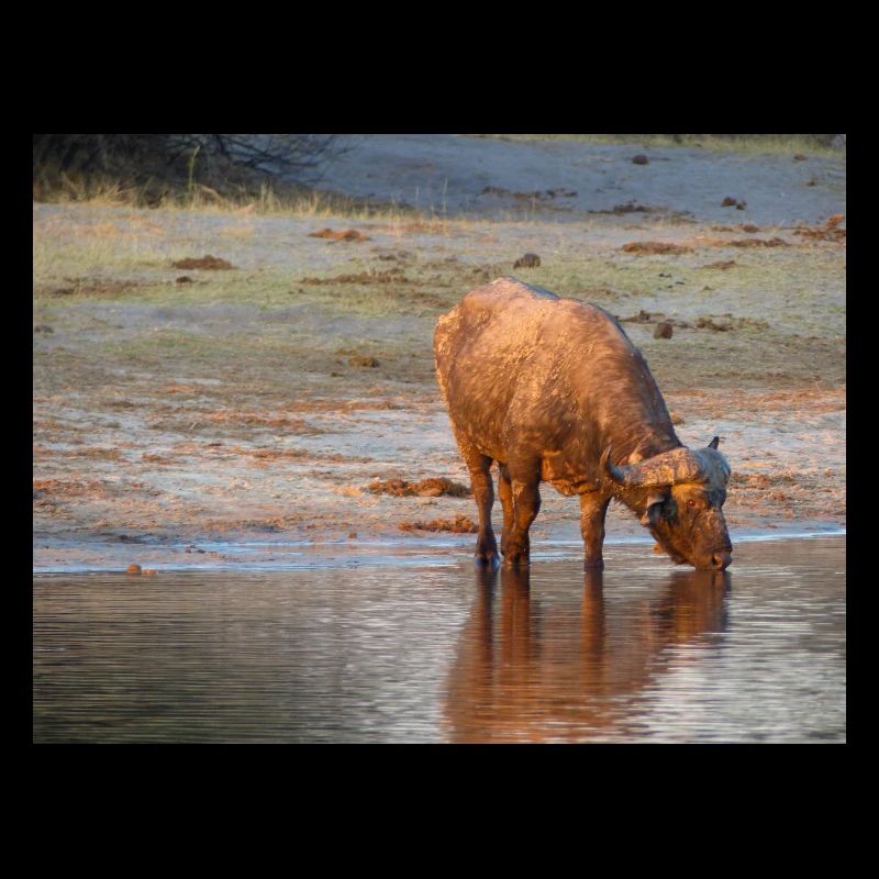 Paysage à la rivière Cubango avec le buffle du Cap