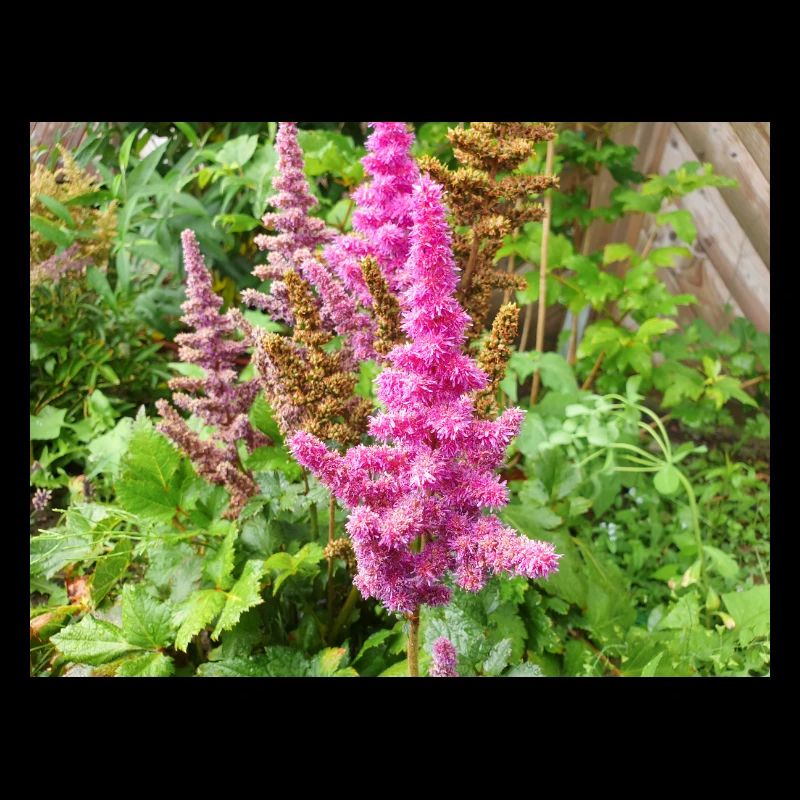 false buck's beard Astilbe japonica