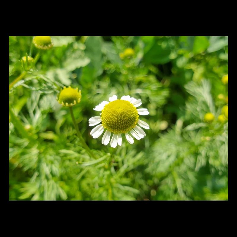 chamomile also kamilla (in german Echte Kamille)
