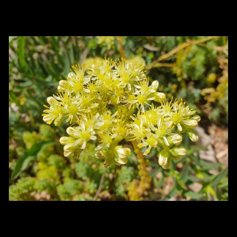 Heller Mauerpfeffer (auf deutsch Nizza-Mauerpfeffer)