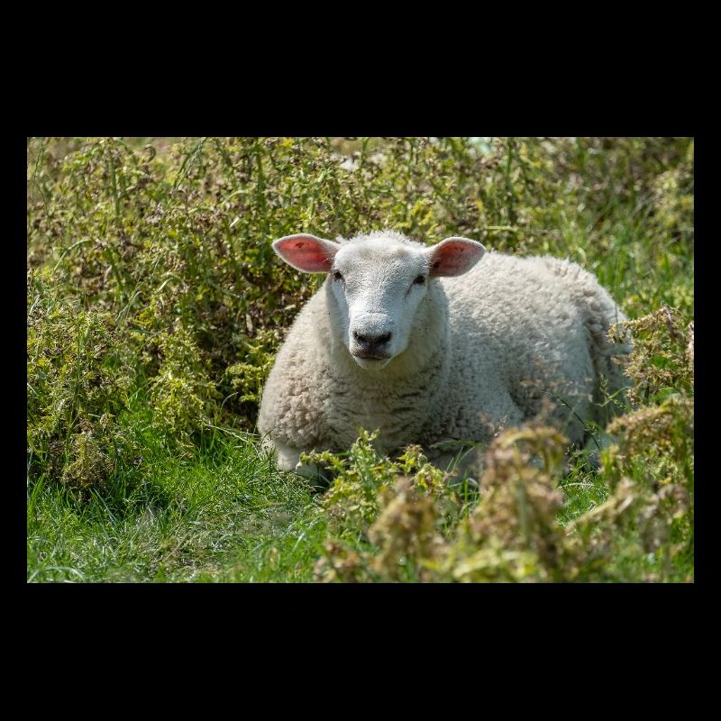 Moutons allongés dans l’herbe - Affiche