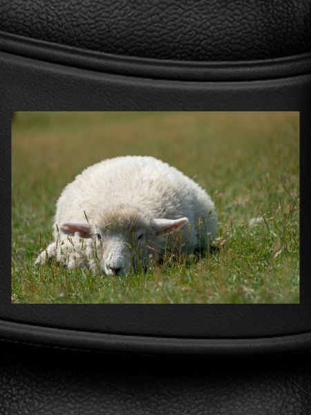 Ruhendes Schaf im Gras