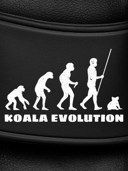 Évolution du koala