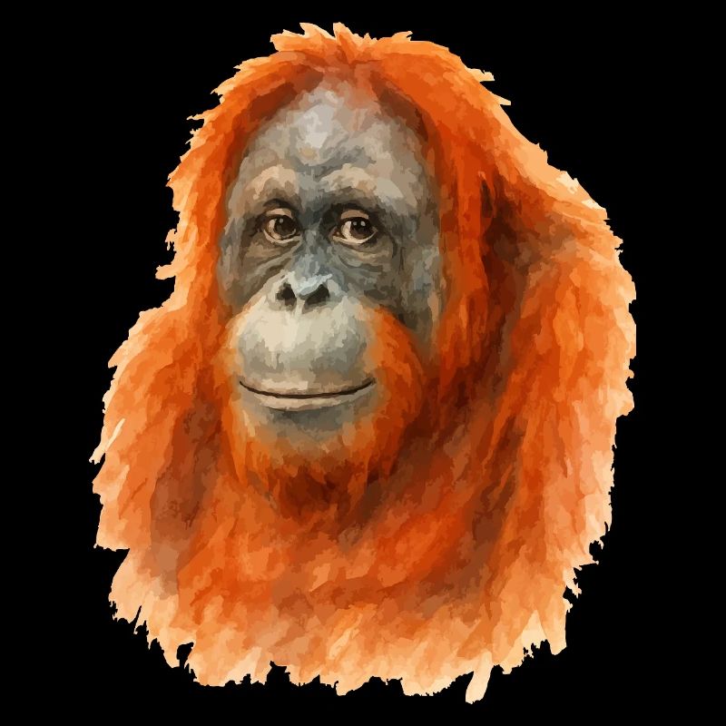 Orang Utan