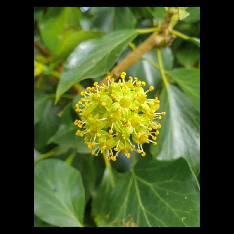 Persischer Efeu (Kolchischer Efeu)