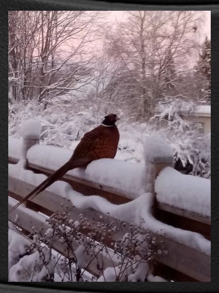 Early bird