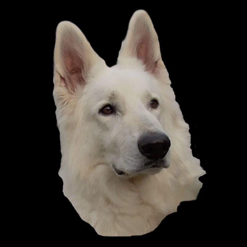 weisser Schäferhund Kopf