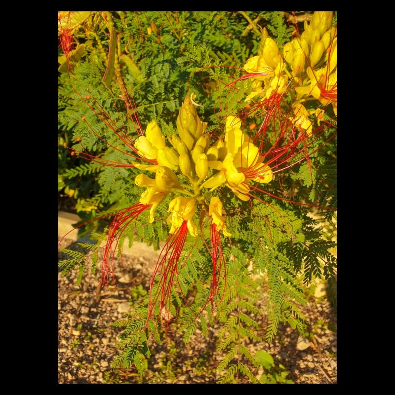 bird of paradise (in german Paradiesvogelbaum)