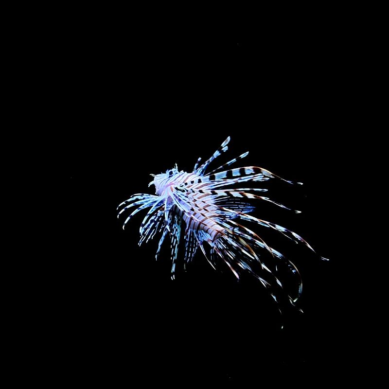 Ein Feuerfisch auf schwarzem Hintergrund