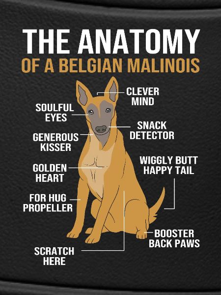Belgian Malinois