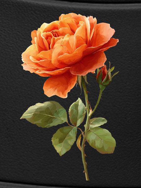 Orange Rose