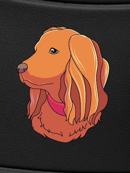 Boykin Spaniel