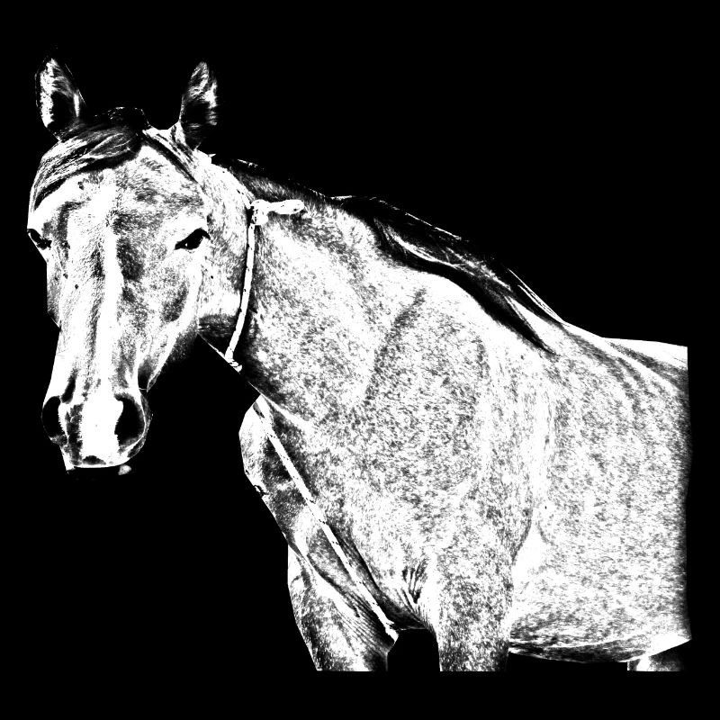 Pferd