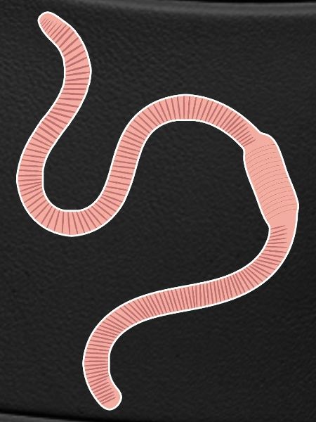 earthworm