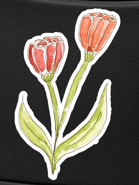 Wasserfarbene Tulpe
