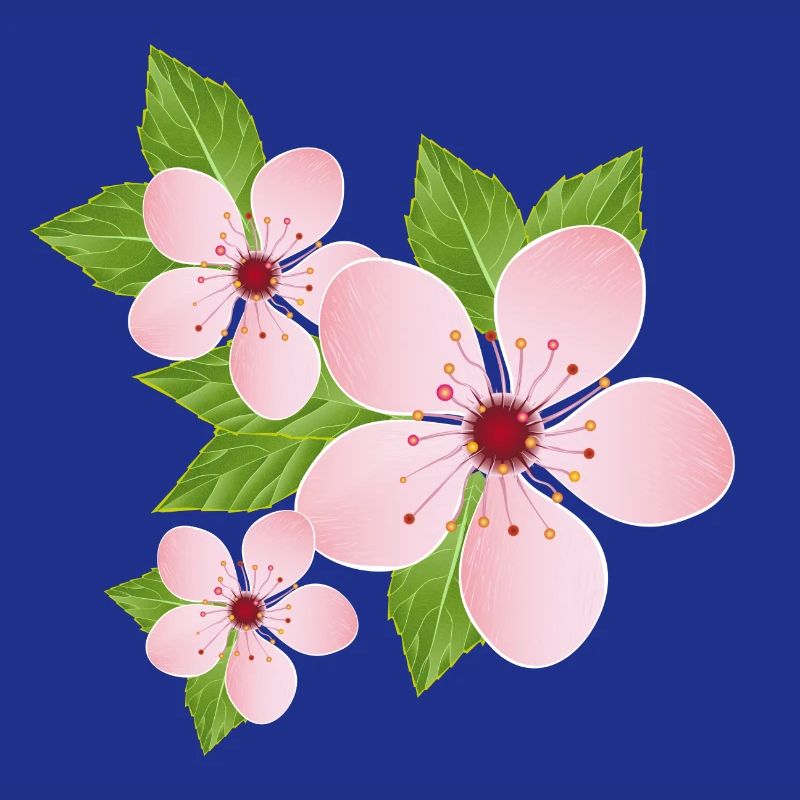 Trois fleurs de cerisier délicates avec des feuilles