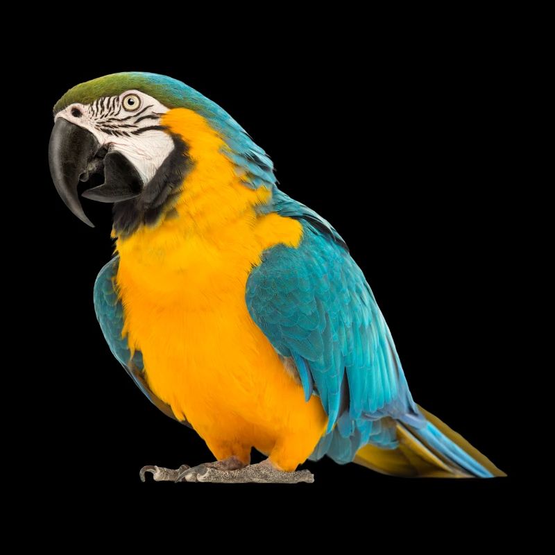 Colorful Parrot