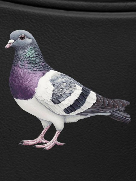 Dove