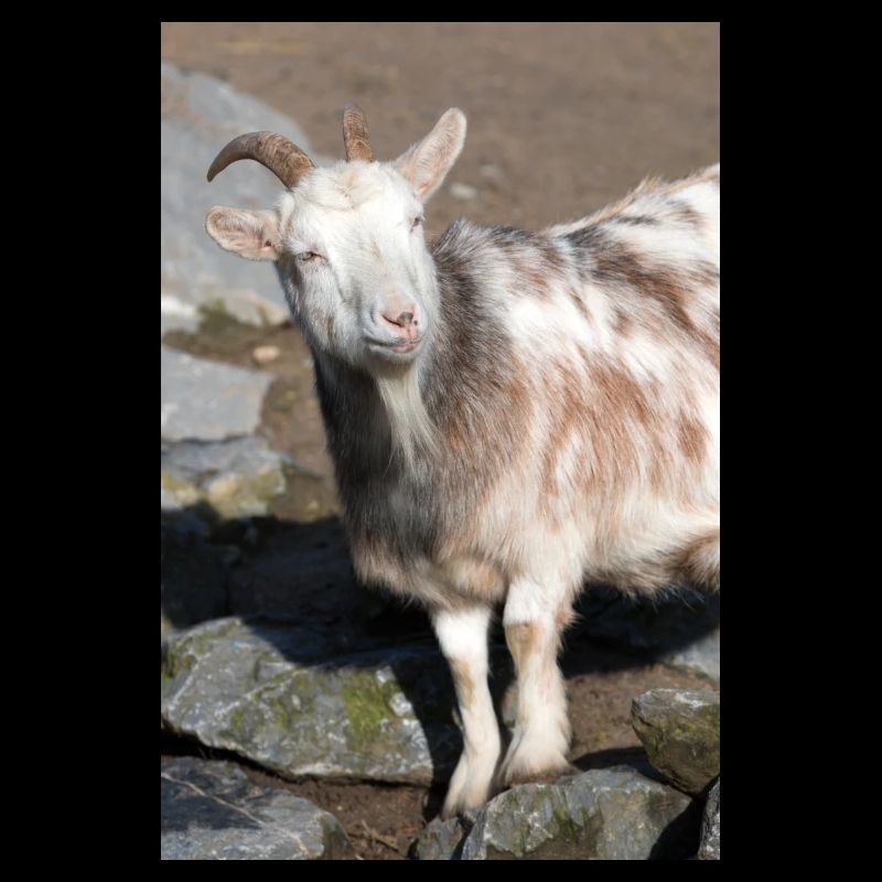 Dwarf Goat or Miniature Goat Zwergziege