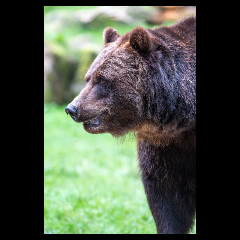 Braunbär Ursus arctos