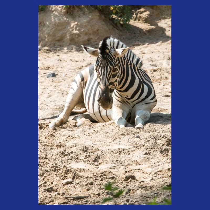 Zebra (auf Deutsch Zebra oder Zebras) Hippotigris