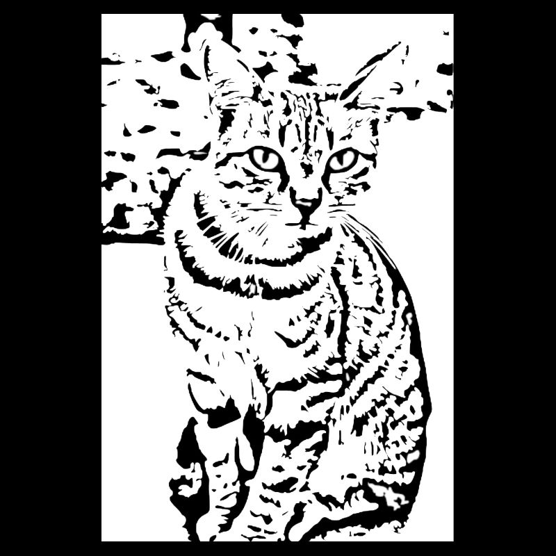 Chat noir et blanc