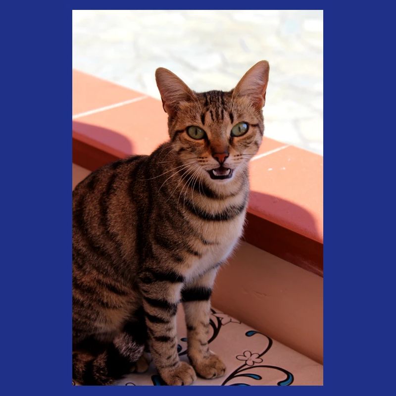 Chat