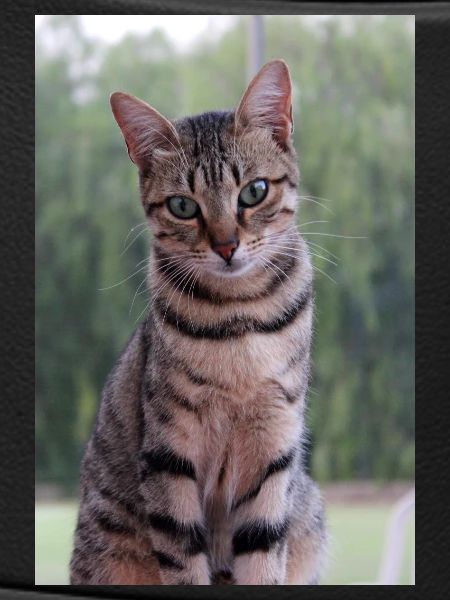 Cat Kitten