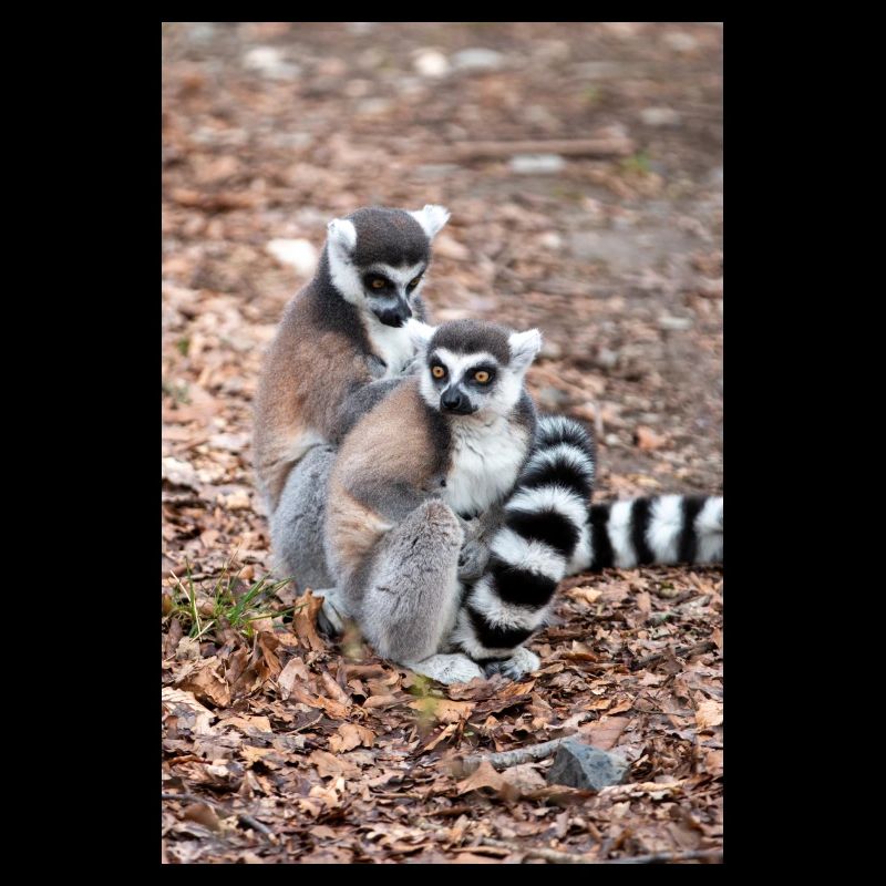Ring-tailed Lemur (in german Katta) Lemur catta