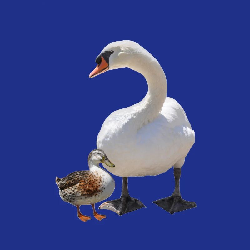 Swan