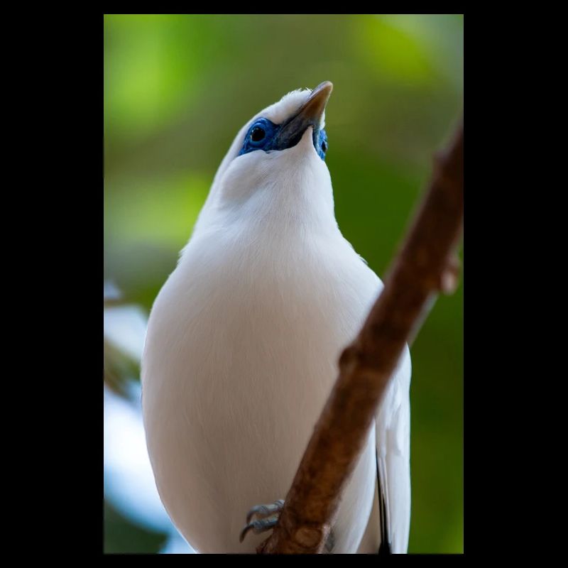Bali starling (Balistar Bali-Mynah, Leucopsar)