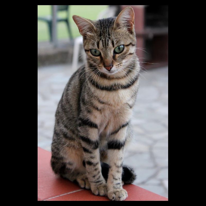 chat, chaton